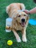 Grooming Cleaning Wipes - 80 Wipes Jar